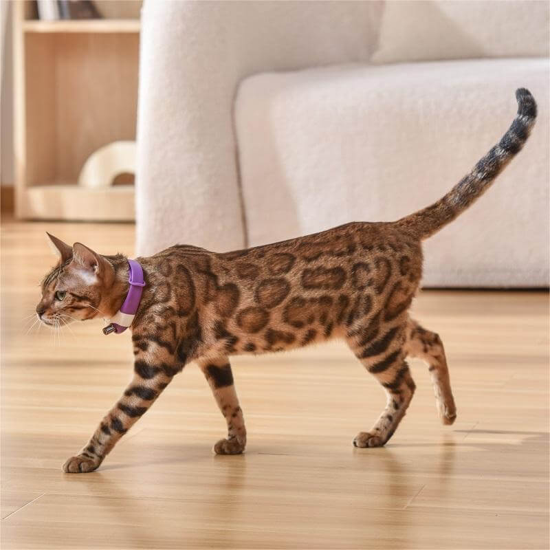 Pet Cat Toy Laser Collar - CozyPath by Pathmol