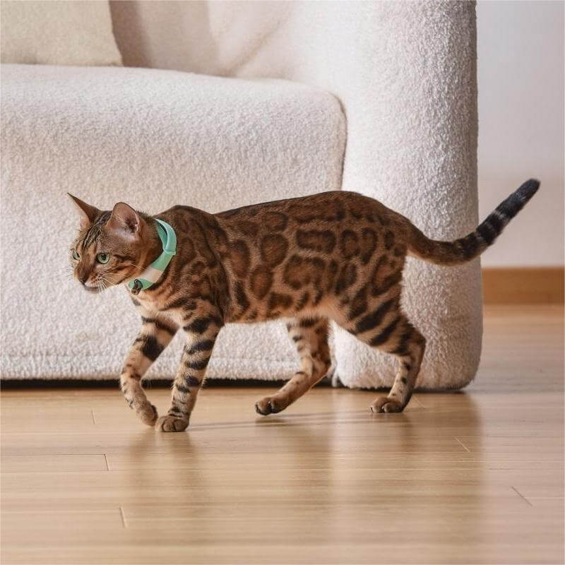 Pet Cat Toy Laser Collar - CozyPath by Pathmol