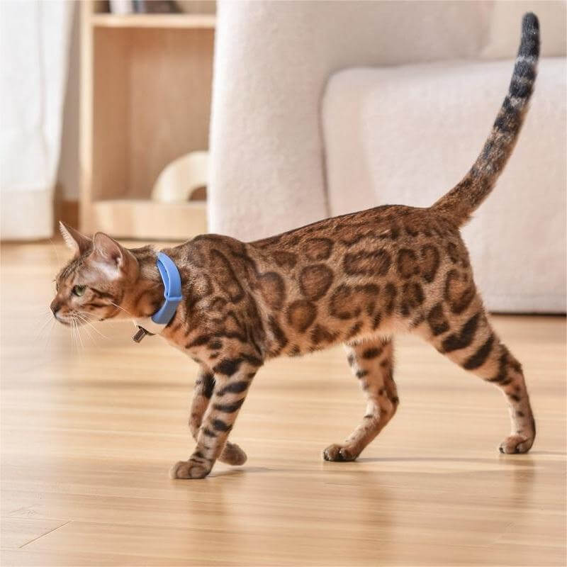Pet Cat Toy Laser Collar - CozyPath by Pathmol