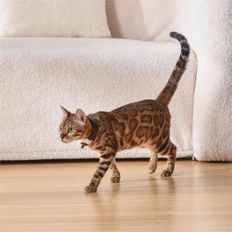 Pet Cat Toy Laser Collar - CozyPath by Pathmol